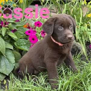 Cassie, Chocolate Labrador Retriever Puppy